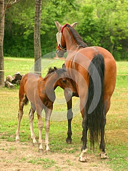 Mare and Colt 2