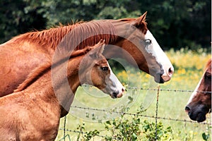 Mare and Colt photo