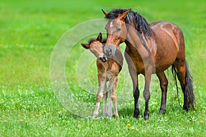 Mare with colt