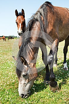 Mare and colt grazing