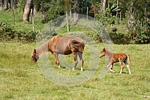 Mare and Colt Grazing