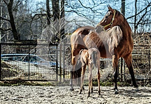 Mare and colt in the paddock