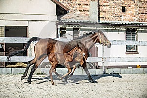 Mare and colt in the paddock