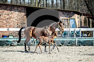 Mare and colt in the paddock