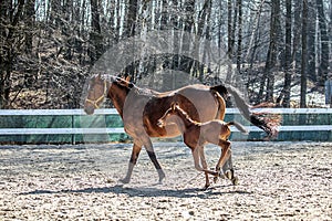 Mare and colt in the paddock