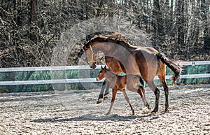 Mare and colt in the paddock