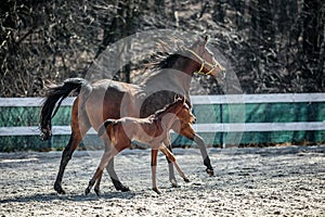 Mare and colt in the paddock