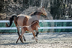 Mare and colt in the paddock