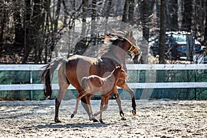 Mare and colt in the paddock