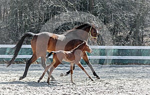 Mare and colt in the paddock