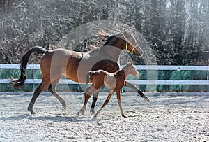 Mare and colt in the paddock