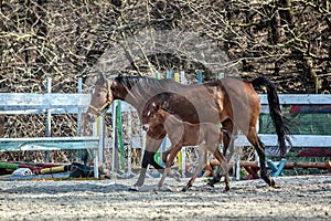 Mare and colt in the paddock