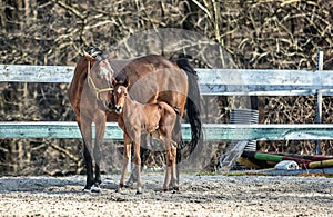 Mare and colt in the paddock