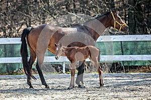 Mare and colt in the paddock