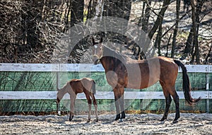 Mare and colt in the paddock