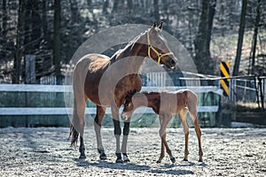 Mare and colt in the paddock