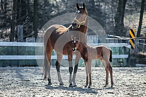 Mare and colt in the paddock