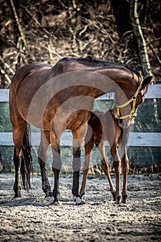 Mare and colt in the paddock