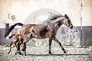 Mare and colt in the paddock