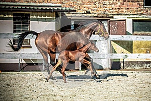 Mare and colt in the paddock