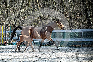 Mare and colt in the paddock