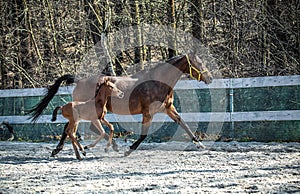 Mare and colt in the paddock