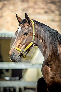 Mare and colt in the paddock