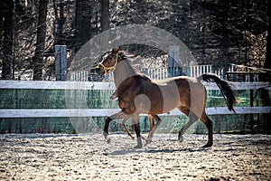 Mare and colt in the paddock