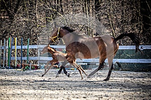 Mare and colt in the paddock