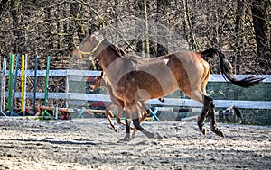 Mare and colt in the paddock