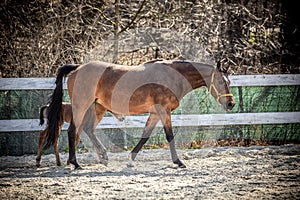 Mare and colt in the paddock