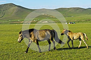 Mare with colt on a pasture