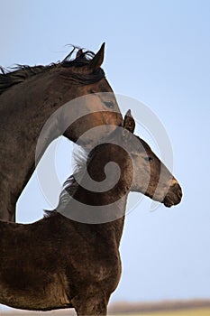 Mare with colt portrait