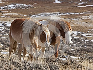 Mare and colt wild horses in Wyoming