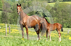 Mare and cub