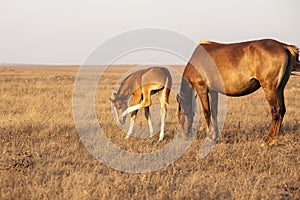 Mare with cute little foal on the pasture