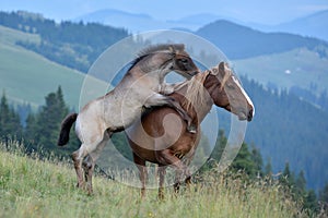 mare and cute playful foal on mountain pasture