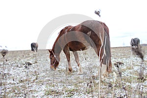 The mare eats grass in a pasture with a little snowfall