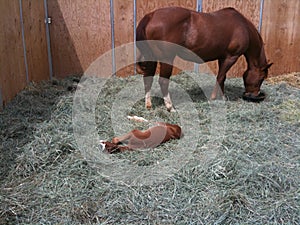 Mare eating and tending her foal