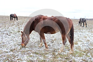 The mare eats grass in a pasture with a little snowfall