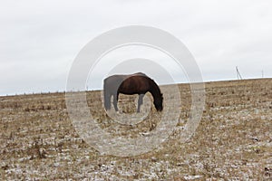 the mare eats grass in a pasture with a little snowfall