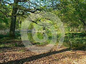 Mare Epinay in the forest of Roumare, Canteleu, Seine-Maritime