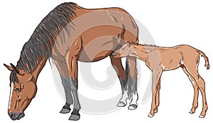 Mare feeding her foal