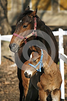 Mare with few weeks old foal on pasture close-up