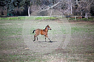 Mare with few weeks old foal on pasture close-up