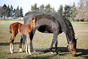 Mare with few weeks old foal on pasture close-up