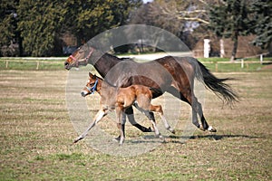 Mare with few weeks old foal on pasture close-up