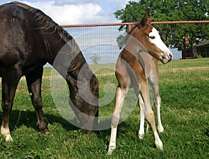 Mare and Foal