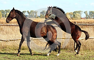 Mare and foal