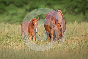 Mare with foal